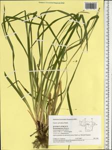 Carex sylvatica Huds., Eastern Europe, Central region (E4) (Russia)