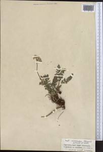 Seseli mucronatum (Schrenk) Pimenov & Sdobnina, Middle Asia, Northern & Central Tian Shan (M4) (Kyrgyzstan)