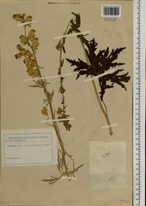 Aconitum anthoroideum DC., Siberia, Altai & Sayany Mountains (S2) (Russia)