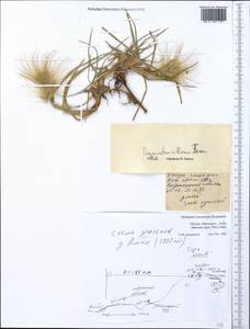 Cenchrus longisetus M.C.Johnst., Africa (AFR) (Ethiopia)