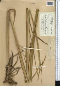Typha laxmannii Lepech., Middle Asia, Western Tian Shan & Karatau (M3) (Uzbekistan)
