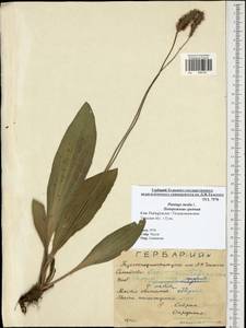 Plantago media L., Eastern Europe, Central region (E4) (Russia)