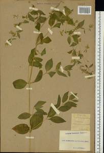 Silene baccifera (L.) Roth, Eastern Europe, South Ukrainian region (E12) (Ukraine)