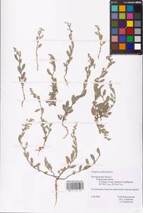 Halimione pedunculata (L.) Aellen, Eastern Europe, Central forest-and-steppe region (E6) (Russia)