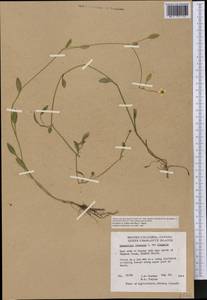 Ranunculus flammula, America (AMER) (Canada)
