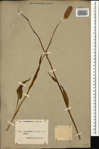 Bistorta carnea (K. Koch) Kom., Caucasus, Armenia (K5) (Armenia)