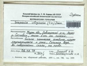 Scapania uliginosa (Lindenb.) Dumort., Bryophytes, Bryophytes - Karelia, Leningrad & Murmansk Oblasts (B4) (Russia)