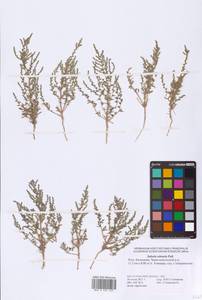 Nitrosalsola nitraria (Pall.) Tzvelev, Eastern Europe, Lower Volga region (E9) (Russia)