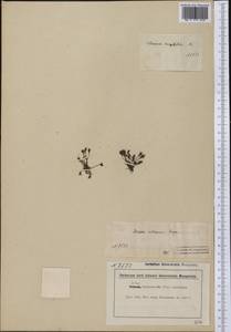 Drosera intermedia Hayne, America (AMER) (Not classified)