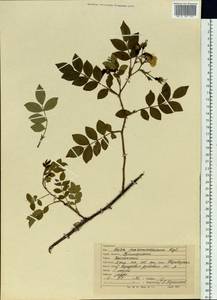 Rosa maximowicziana Regel, Siberia, Russian Far East (S6) (Russia)