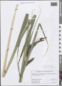 Carex riparia Curtis, Eastern Europe, Central forest region (E5) (Russia)