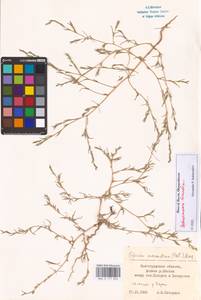 Petrosimonia triandra (Pall.) Simonk., Eastern Europe, Lower Volga region (E9) (Russia)