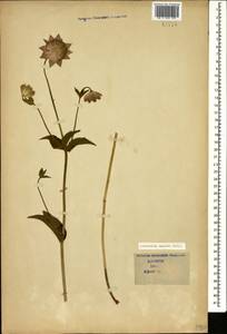 Astrantia maxima Pall., Caucasus (no precise locality) (K0)