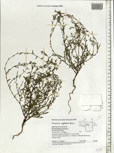 Polygonum aviculare subsp. neglectum (Besser) Arcang., Eastern Europe, Central region (E4) (Russia)