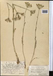 Oedibasis apiculata (Kar. & Kir.) Koso-Pol., Middle Asia, Western Tian Shan & Karatau (M3) (Kazakhstan)