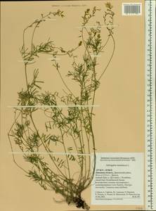 Astragalus austriacus Jacq., Eastern Europe, Central forest-and-steppe region (E6) (Russia)