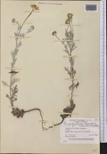 Eriophyllum lanatum (Pursh) Forbes, America (AMER) (United States)