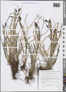 Carex podocarpa R.Br., Siberia, Yakutia (S5) (Russia)