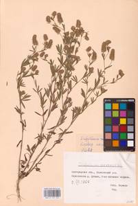 Trifolium arvense L., Eastern Europe, Central forest-and-steppe region (E6) (Russia)