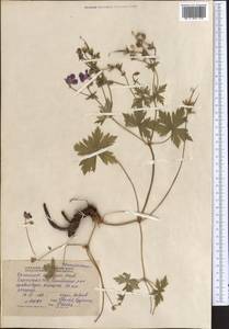 Geranium collinum Stephan ex Willd., Middle Asia, Northern & Central Tian Shan (M4) (Kyrgyzstan)