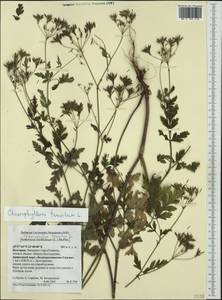 Chaerophyllum temulum L., Western Europe (EUR) (Bulgaria)