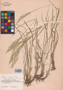 Bromus riparius Rehmann, Eastern Europe, Lower Volga region (E9) (Russia)