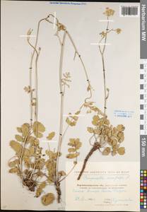 Pimpinella saxifraga L., Eastern Europe, North Ukrainian region (E11) (Ukraine)