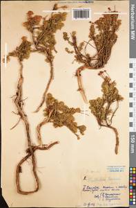 Phyllodoce caerulea (L.) Bab., Eastern Europe, Northern region (E1) (Russia)