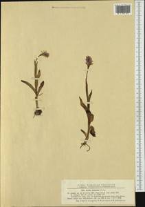Neotinea tridentata (Scop.) R.M.Bateman, Pridgeon & M.W.Chase, Western Europe (EUR) (Romania)