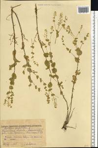 Lepidium perfoliatum L., Eastern Europe, Volga-Kama region (E7) (Russia)