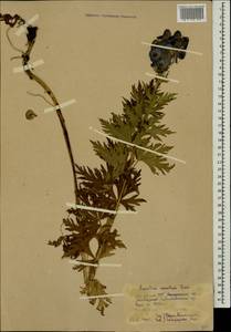 Aconitum variegatum subsp. nasutum (Fischer ex Rchb.) Götz, Caucasus, Georgia (K4) (Georgia)