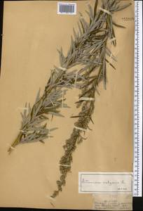 Artemisia vulgaris L., Middle Asia, Dzungarian Alatau & Tarbagatai (M5) (Kazakhstan)