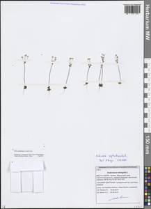 Androsace septentrionalis L., Eastern Europe, Latvia (E2b) (Latvia)