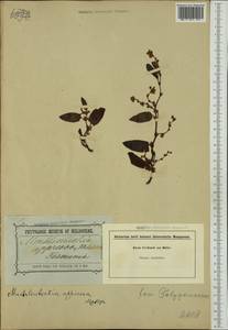 Muehlenbeckia adpressa (Labill.) Meisn., Australia & Oceania (AUSTR) (Australia)
