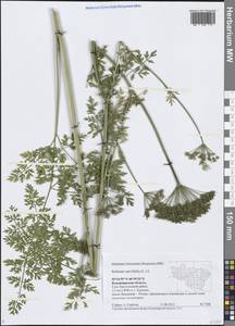 Selinum carvifolia (L.) L., Eastern Europe, Central region (E4) (Russia)