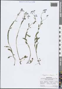 Myosotis alpestris F.W.Schmidt, Eastern Europe, Middle Volga region (E8) (Russia)