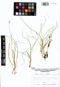 Carex iljinii V.I.Krecz., Siberia, Baikal & Transbaikal region (S4) (Russia)