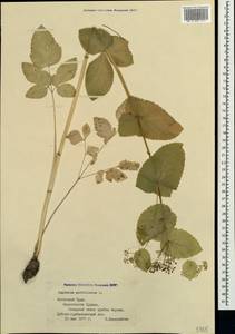 Smyrnium perfoliatum L., Crimea (KRYM) (Russia)