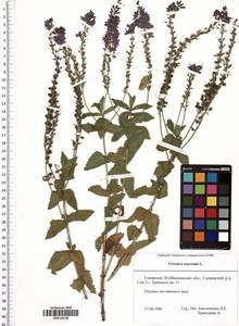 Veronica teucrium L., Eastern Europe, Middle Volga region (E8) (Russia)