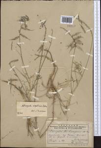 Astragalus urgutinus Lipsky, Middle Asia, Pamir & Pamiro-Alai (M2) (Uzbekistan)