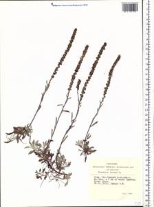 Veronica incana L., Siberia, Altai & Sayany Mountains (S2) (Russia)