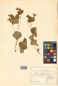 Rubus arcticus L., Siberia, Russian Far East (S6) (Russia)