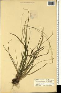 Achnatherum virescens (Trin.) Banfi, Galasso & Bartolucci, Caucasus, Krasnodar Krai & Adygea (K1a) (Russia)