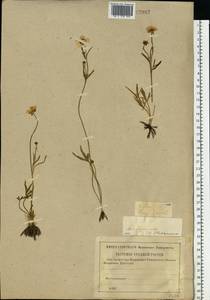 Ranunculus pedatus Waldst. & Kit., Eastern Europe, Lower Volga region (E9) (Russia)