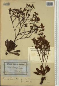 Limonium sinense (Girard) Kuntze, Australia & Oceania (AUSTR) (Australia)