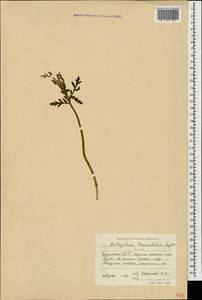 Botrychium lanceolatum (S. G. Gmel.) Ångstr., Caucasus, Abkhazia (K4a) (Abkhazia)