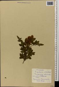 Ligustrum vulgare L., Caucasus, Georgia (K4) (Georgia)