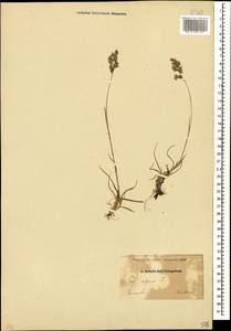 Poa alpina L., Caucasus, Dagestan (K2) (Russia)