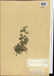 Corydalis capnoides (L.) Pers., Middle Asia, Dzungarian Alatau & Tarbagatai (M5) (Kazakhstan)