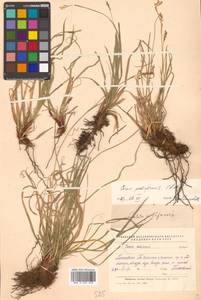 Carex pediformis C.A.Mey., Siberia, Russian Far East (S6) (Russia)